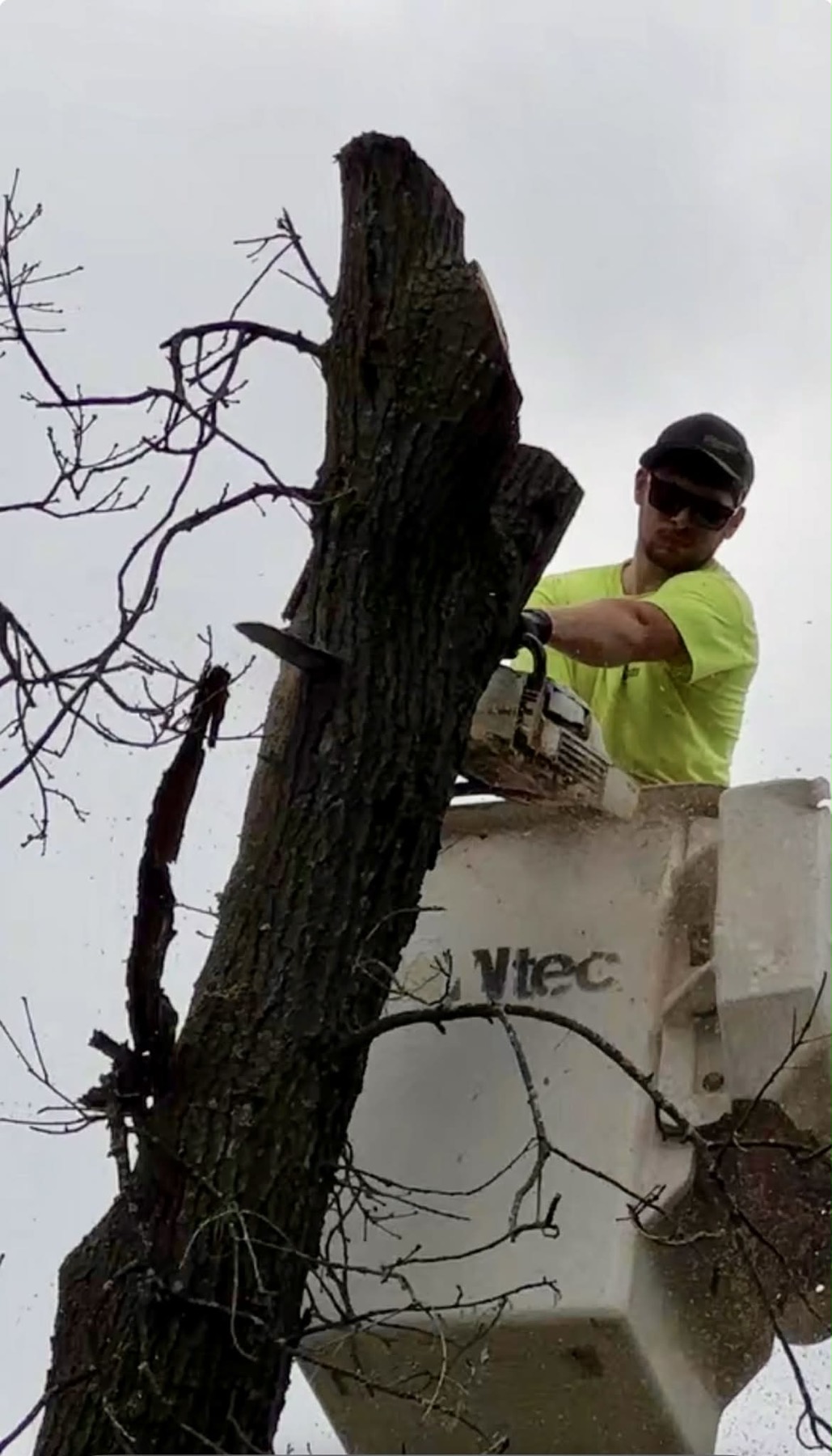 Joey cutting a tree from a bucket truck